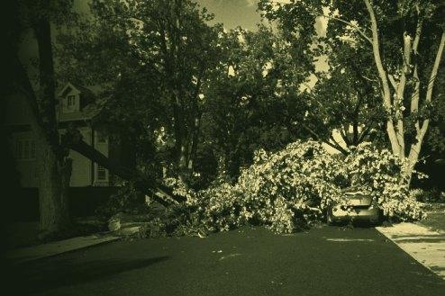 A storm-felled tree across a residential street on the Northshore